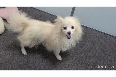 成約済の東京都のミックス犬-312790の8枚目