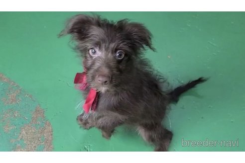 成約済の東京都のミックス犬-313000の7枚目
