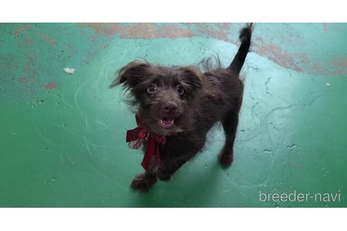 成約済の東京都のミックス犬-313000の6枚目