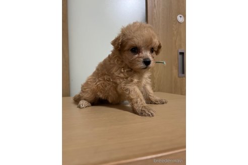 成約済の埼玉県のマルプー:マルチーズ×トイプードル-342602の8枚目