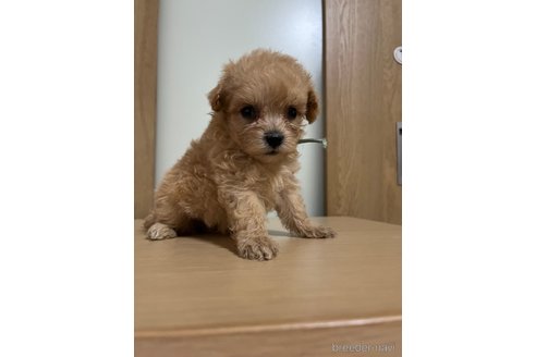 成約済の埼玉県のマルプー:マルチーズ×トイプードル-342602の9枚目