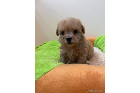 成約済の埼玉県のマルプー:マルチーズ×トイプードル-342605の18枚目