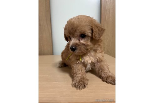 成約済の埼玉県のマルプー:マルチーズ×トイプードル-342606の2枚目