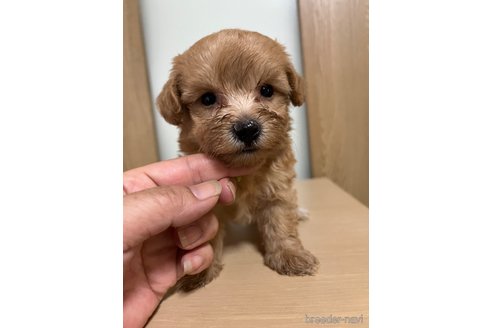 成約済の埼玉県のマルプー:マルチーズ×トイプードル-342606の3枚目