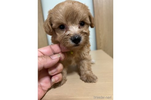 成約済の埼玉県のマルプー:マルチーズ×トイプードル-342606の4枚目