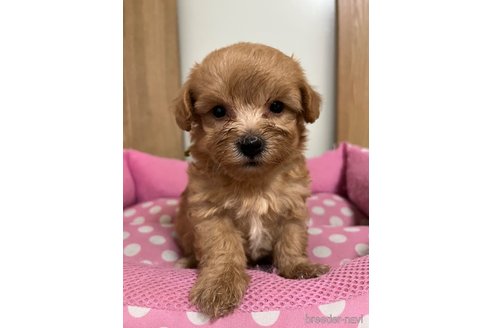 成約済の埼玉県のマルプー:マルチーズ×トイプードル-342606