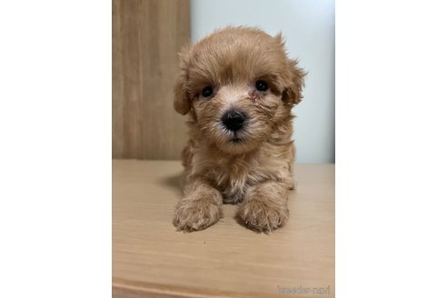 成約済の埼玉県のマルプー:マルチーズ×トイプードル-342609の34枚目