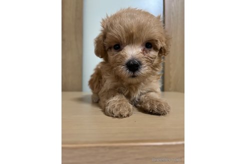 成約済の埼玉県のマルプー:マルチーズ×トイプードル-342609の33枚目