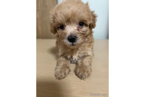 成約済の埼玉県のマルプー:マルチーズ×トイプードル-342609の32枚目