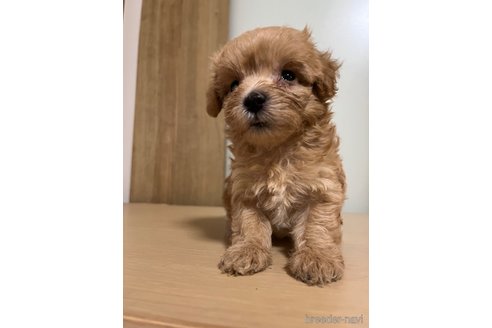 成約済の埼玉県のマルプー:マルチーズ×トイプードル-342609の29枚目