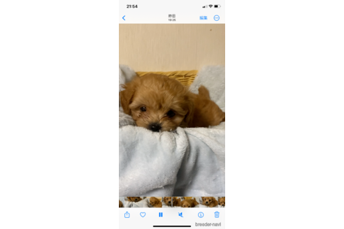 成約済ののミックス犬-336152