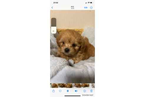 成約済の岡山県のミックス犬-336152の2枚目