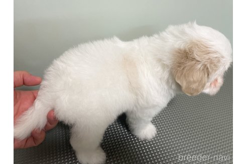 成約済の神奈川県のマルプー:マルチーズ×トイプードル-339741の7枚目