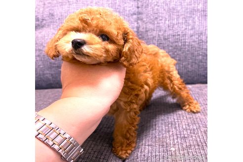 成約済の大阪府のタイニープードル-342622の3枚目