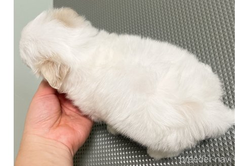 成約済の神奈川県のマルチーズ-342626の8枚目