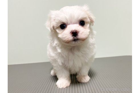 成約済の神奈川県のマルチーズ-342627の10枚目