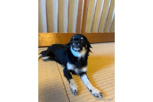 成約済の兵庫県のチワワ(ロングコート)-334926の2枚目