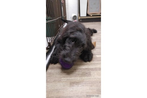 成約済の神奈川県のゴールデンドゥードル:ゴールデンレトリーバー×プードル-342652の7枚目