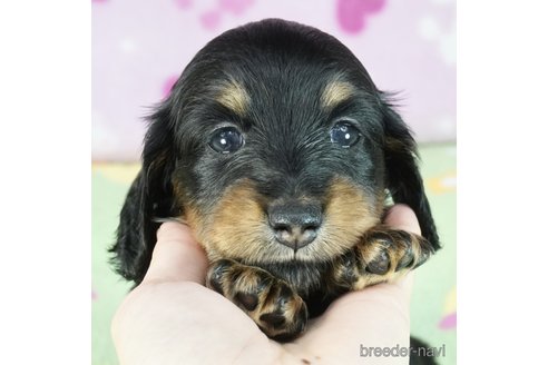 子犬