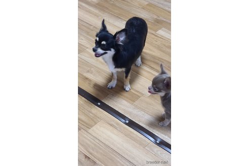 ベッキーちゃん1枚目