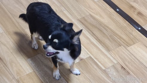 ベッキーちゃん1枚目