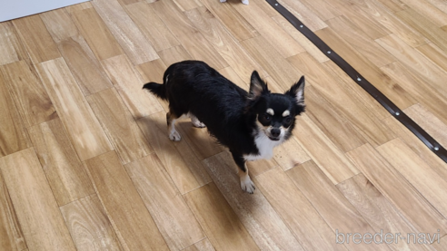 ベッキーちゃん1枚目