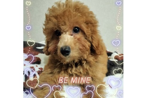 成約済ののミックス犬-324830