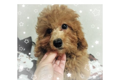 成約済の栃木県のミックス犬-324830の2枚目
