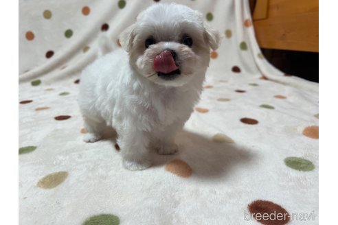 成約済の岐阜県のマルチーズ-342674の2枚目