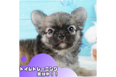 成約済の静岡県のチワワ(ロングコート)-337886の1枚目