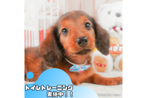 成約済の静岡県のミニチュアダックスフンド(ロングヘアード)-338174の1枚目