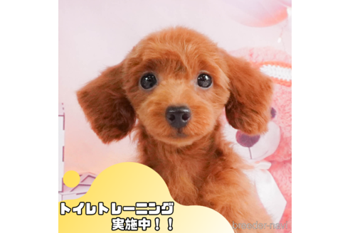成約済ののトイプードル-326856