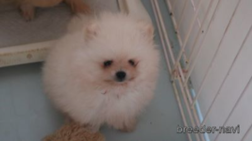 成約済の静岡県のポメラニアン-336665の14枚目