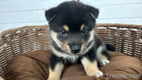 成約済の大分県の柴犬-342687の1枚目