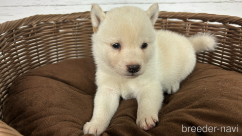 成約済の大分県の柴犬-342695の1枚目