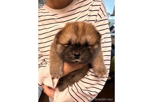 成約済の富山県のチャウチャウ-341688の2枚目