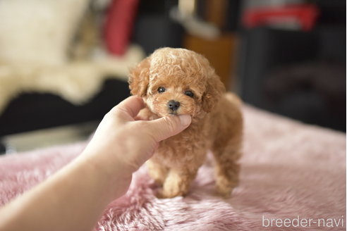 成約済の茨城県のティーカッププードル-339122の1枚目