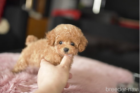 成約済の茨城県のティーカッププードル-339122の5枚目