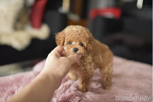 成約済の茨城県のティーカッププードル-339122の4枚目