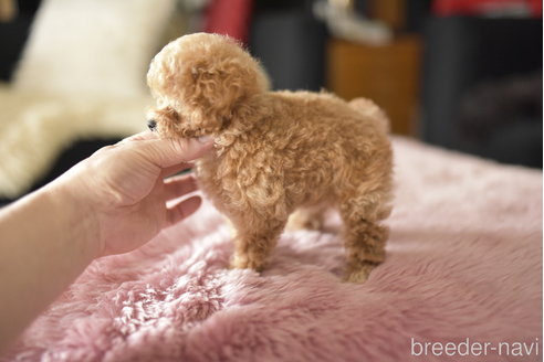 成約済の茨城県のティーカッププードル-339122の3枚目