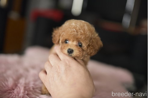 成約済の茨城県のティーカッププードル-339122の2枚目