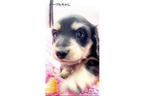 成約済の広島県のミニチュアダックスフンド(ロングヘアード)-342730の3枚目
