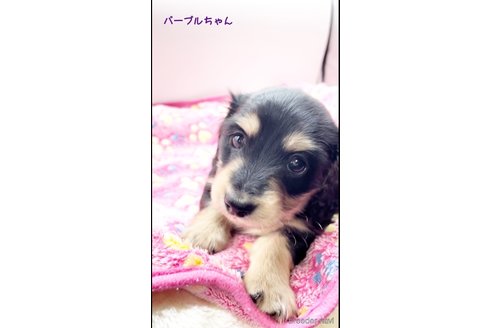 成約済の広島県のミニチュアダックスフンド(ロングヘアード)-342730の5枚目