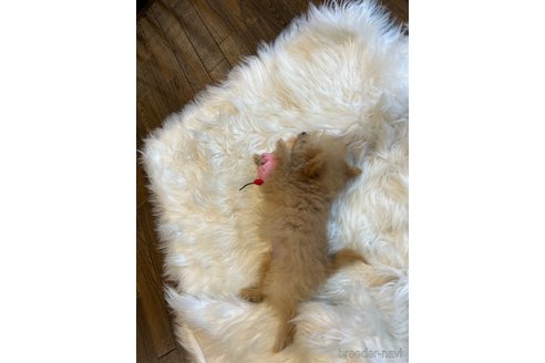 成約済の栃木県のポメプー:ポメラニアン×トイプードル-339475の33枚目