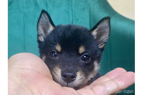 成約済の茨城県の豆柴-339233の1枚目