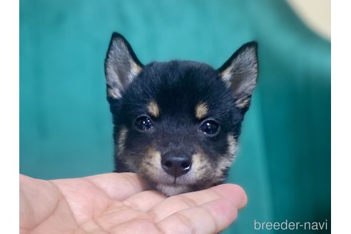成約済の茨城県の豆柴-339233の3枚目
