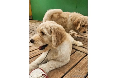 成約済の長野県のゴールデンドゥードル:ゴールデンレトリーバー×プードル-333566の2枚目