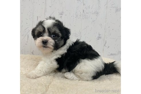 成約済の千葉県のチワズー:チワワ×シーズー-342756の3枚目