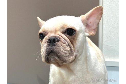 わらびちゃん1枚目