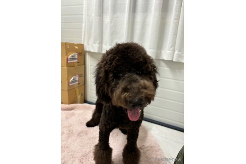 成約済の千葉県のスタンダードプードル-307021の1枚目